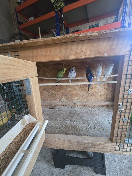 Vând papagali peruși