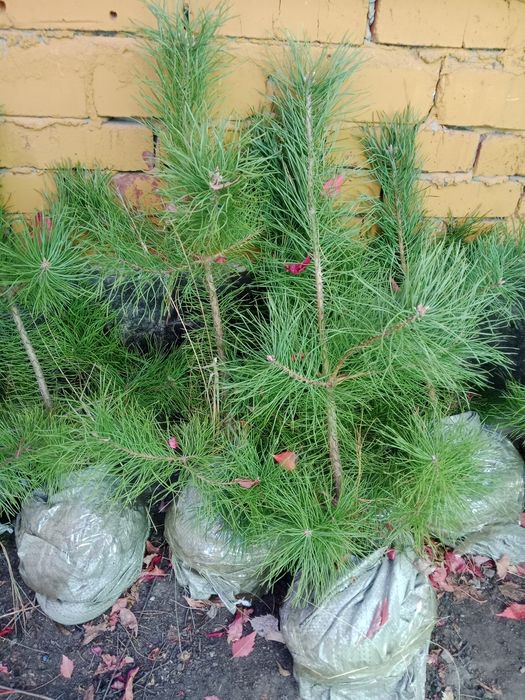 Продам саженец сосна, ель, карагач, тополь