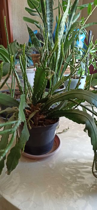 разные комнатные  растения