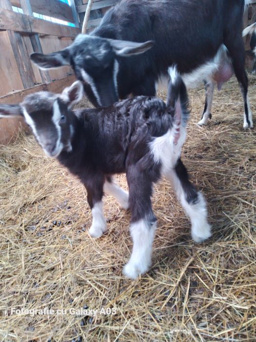 Alpina elvețiană Tuggenburg