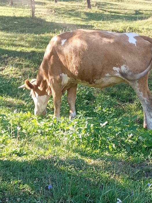 Vînd junică bălțată