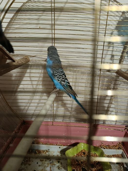 Попугайчики,Самец,самка +Клетка