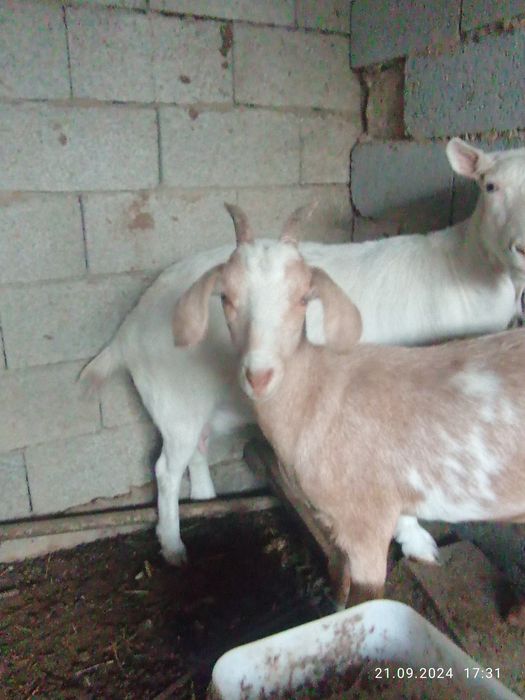 Зайнски 4 ешкі бағасын келісеміз