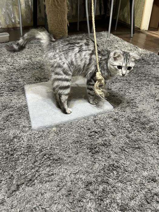 Котик в добрые руки