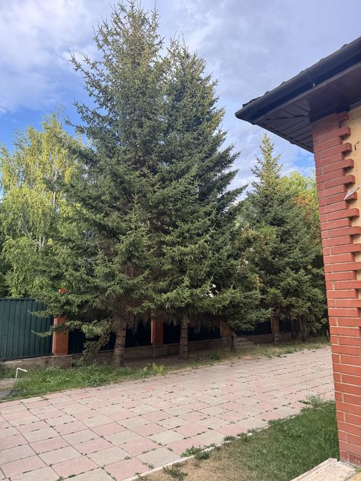 Продам ели и сосны