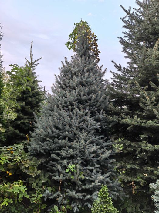 Шикарная голубая ель