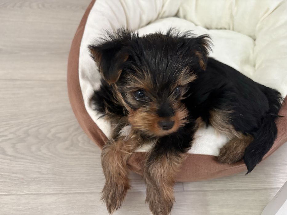 Продам йоршского терьера