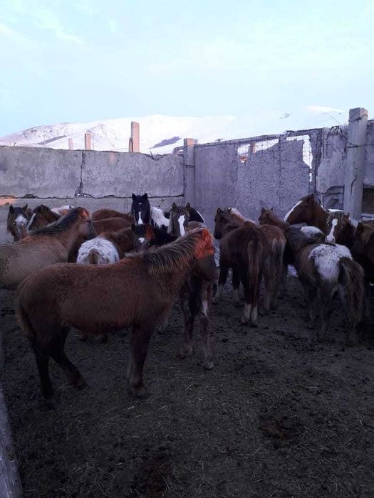 Продаётся согым конина