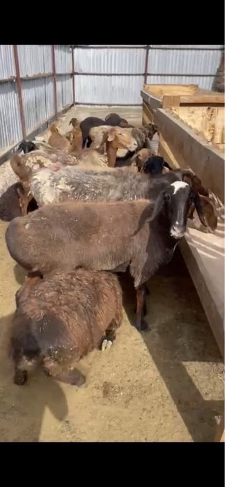 Қой сатылады бағалар 65 нан бастап