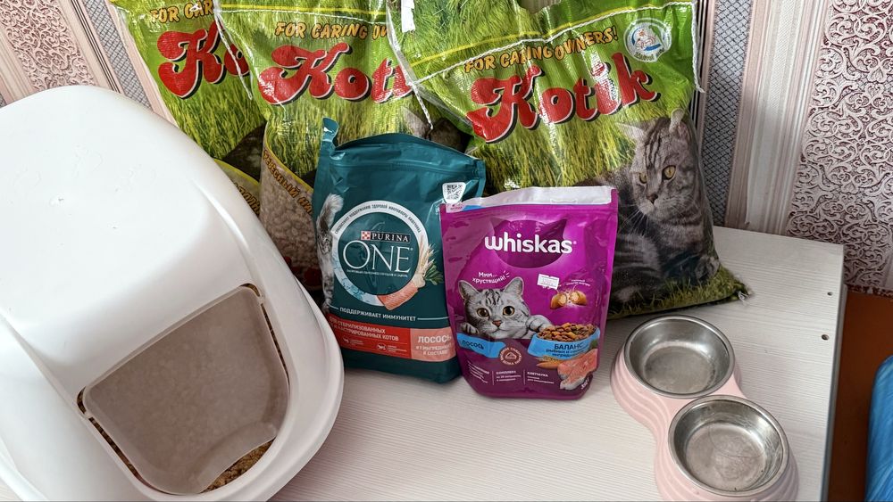 Британская кошка