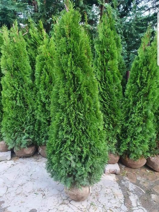 Executam lucrări în grădini cu plante gazon și piatra