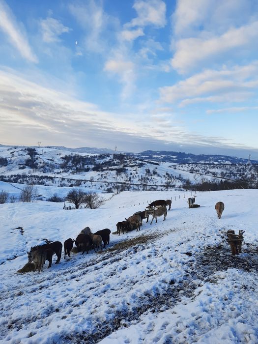 schimb ferma de magarite cu cherestea