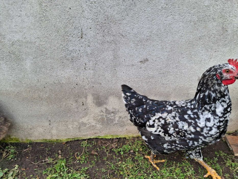 Gaini si cocosi de vanzare