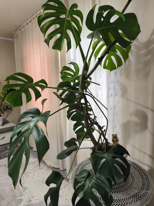 Продам Цветы комнатные