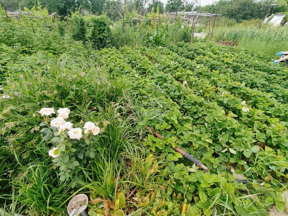 Продажа дачного участка