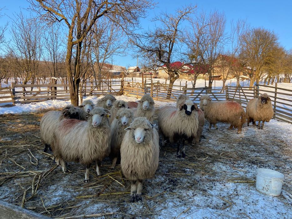 Vând oi și capre tinere