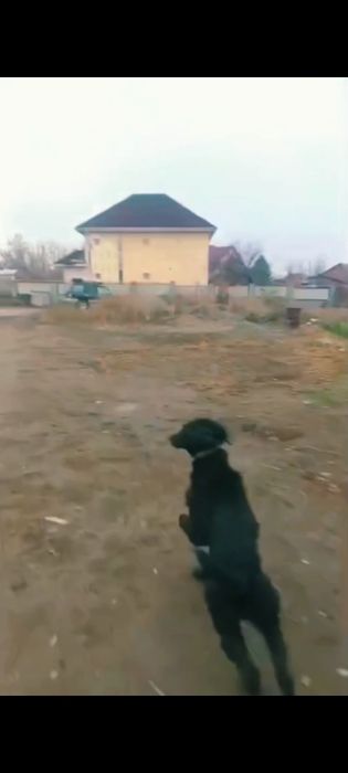 Тазы жоғалды қара жүн жүн