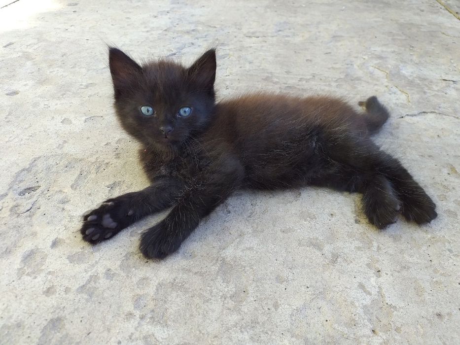 Котята в хорошие руки