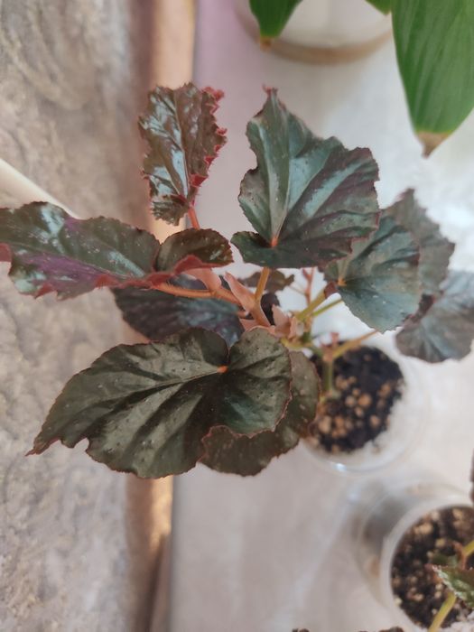 комнатные сортовые цветы