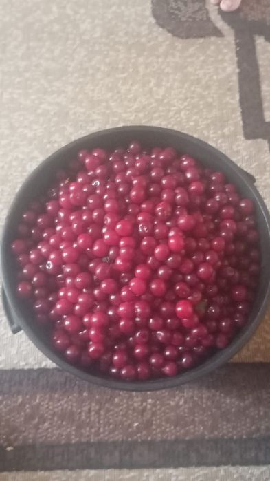 Вишня сладкая,сочная