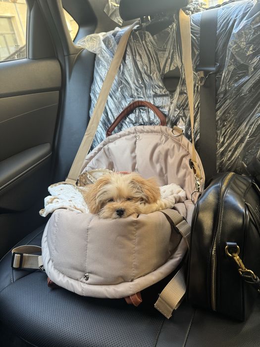 мальтипу мини ф1