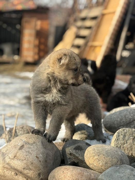 Продам щенка алабай