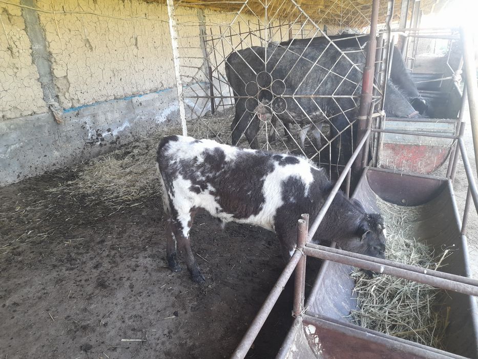 Сиырлар сатылады.