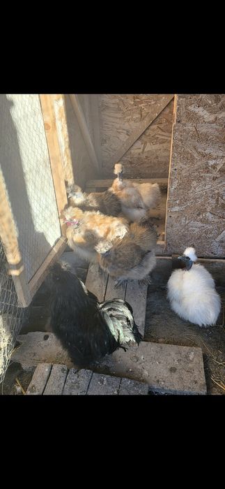 În curând puișori de la păsările din imagini