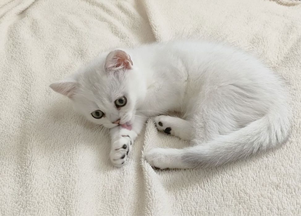 Британские котята серебристая шиншилла