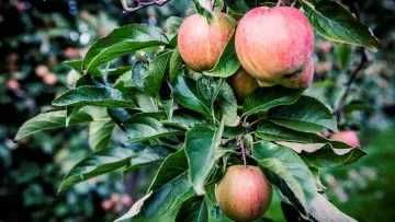 Vând pomi fructiferi – ideali pentru livada sau gradina ta!