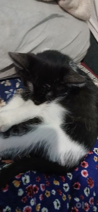 Котёнок в хорошие руки