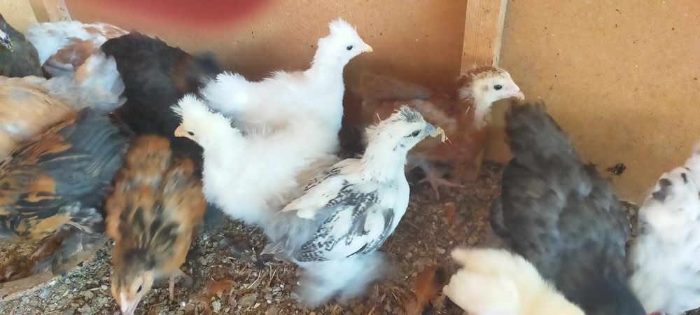 Продаются яйцо на инкубацию