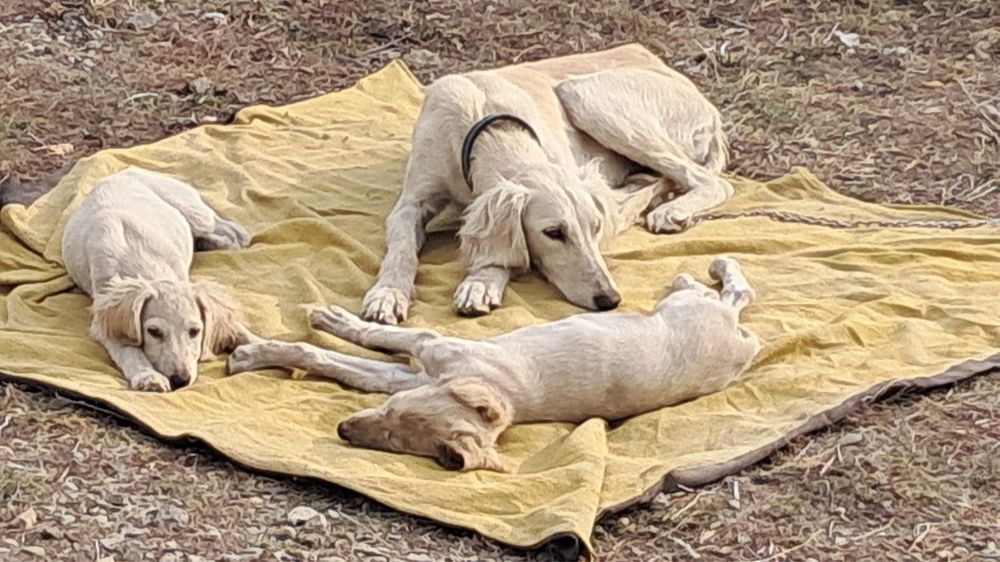 Тазы сатыладыыы