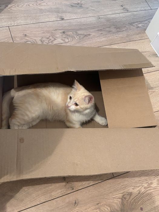 Отдам кота на добрые руки