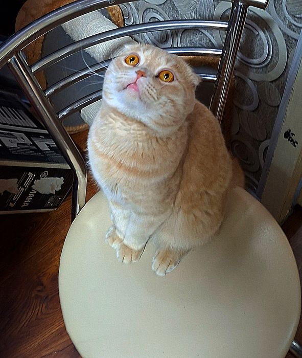 Вислоухие вислоухая Котята кошки шотландски(е)(й) котёнок шотландская