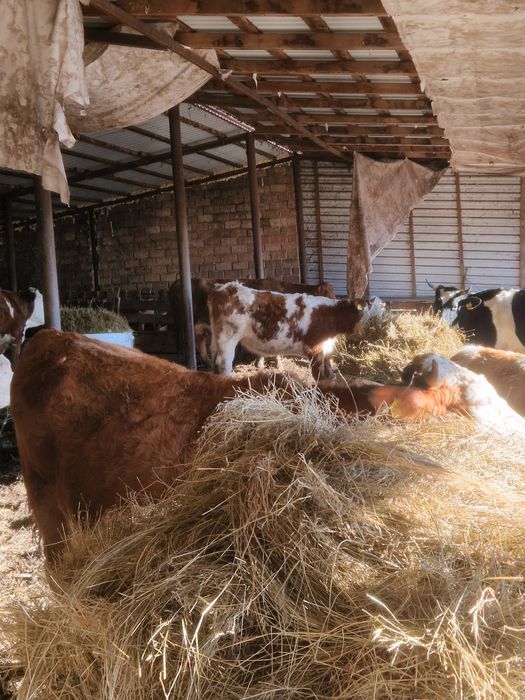 Vand animale de la vitei la vaci ci vitei angus si baltate 40 de bucat