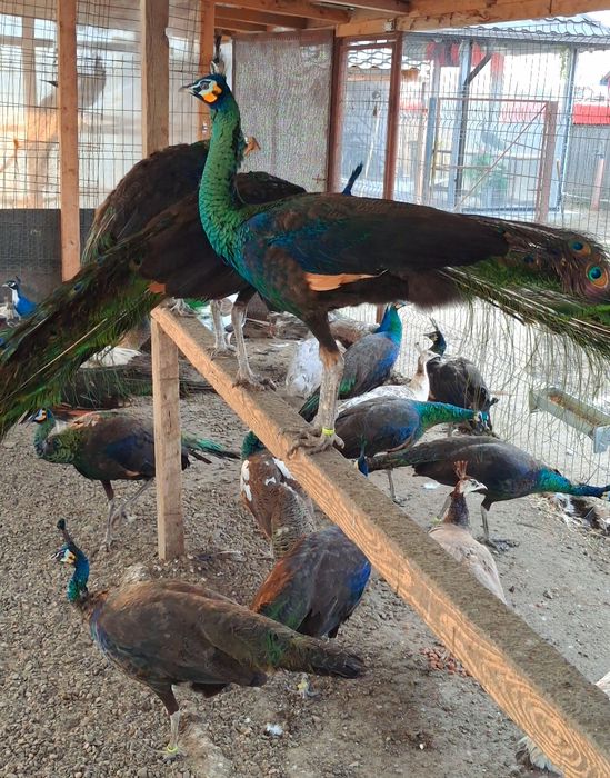 Mascul paun Verde,Java-Muticus !