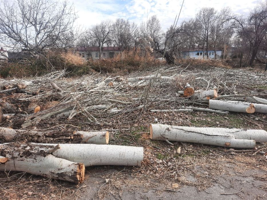 Продам тополиные дрова за 2миллиона