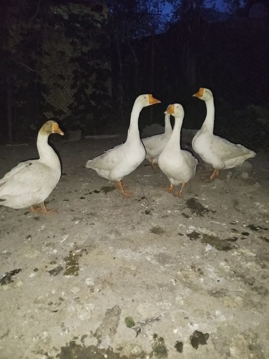 Обменяю на ягнят