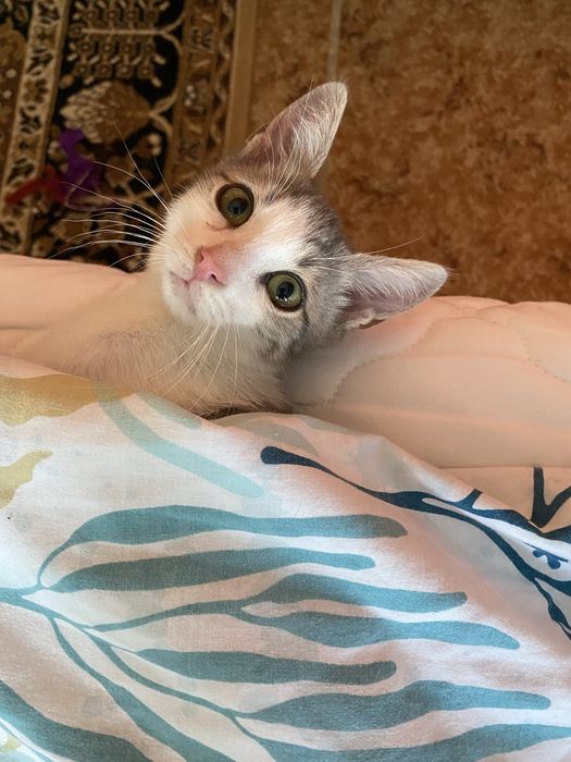 Подарявам коте Варна
