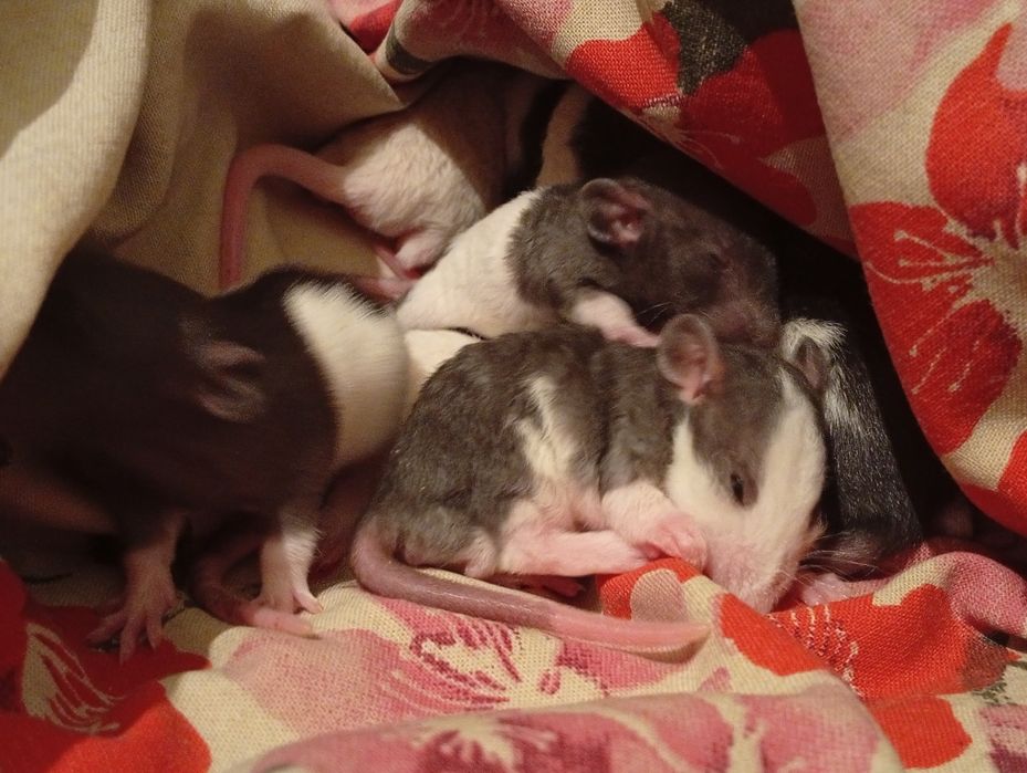 Продам ручных крыс