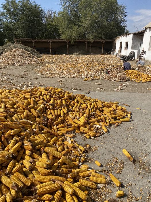 Жүгері сатылады