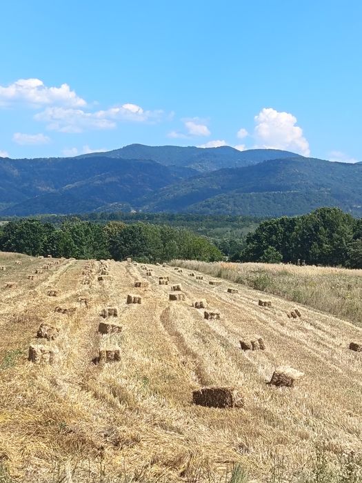Vând paie de ovăz, grâu și orz