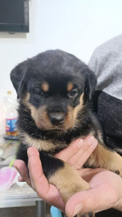 Щенки ротвейлера