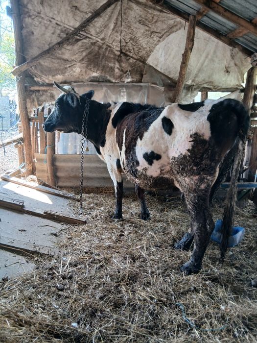 Vand vaca la a 2 fatare buna de lapte cuminte