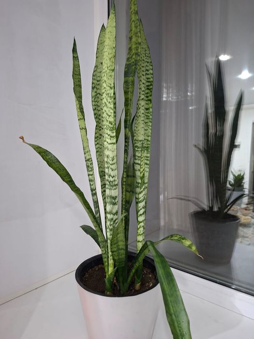 Цветы для дома или офиса