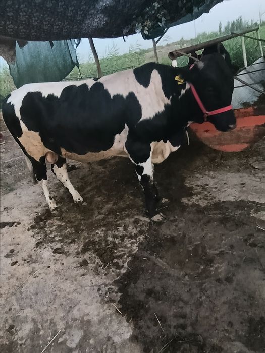 Buqqalar sotiladi