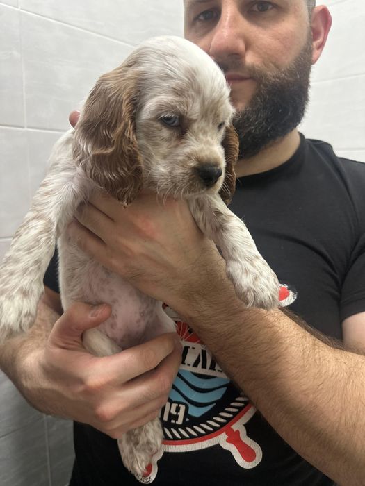 Русский спаниель