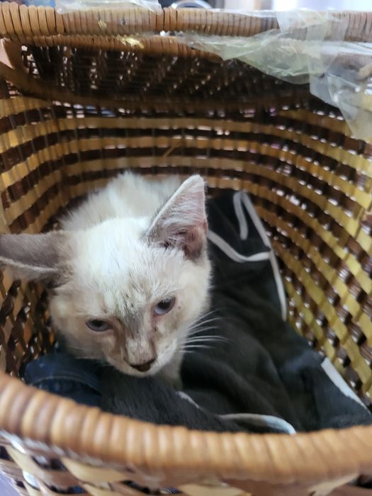 Отдам котят в добрые руки