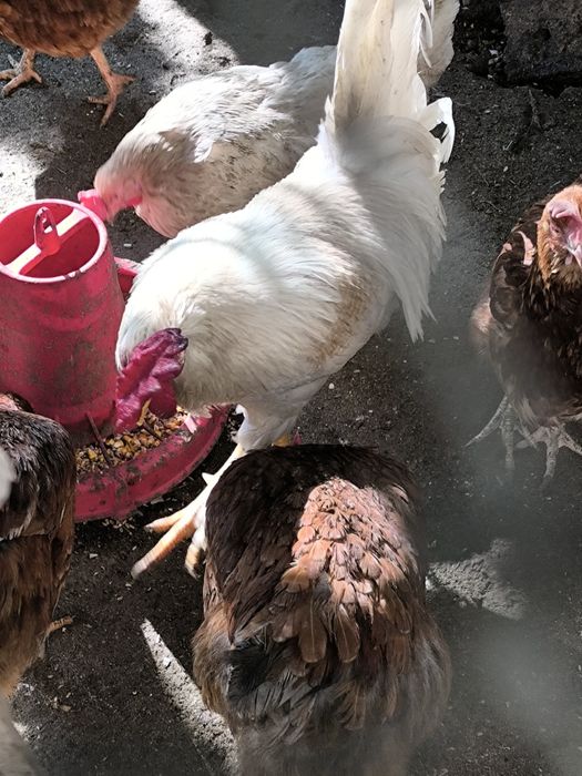 Петли големи и малки